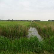 Flurbereinigung Waddenser Wisch