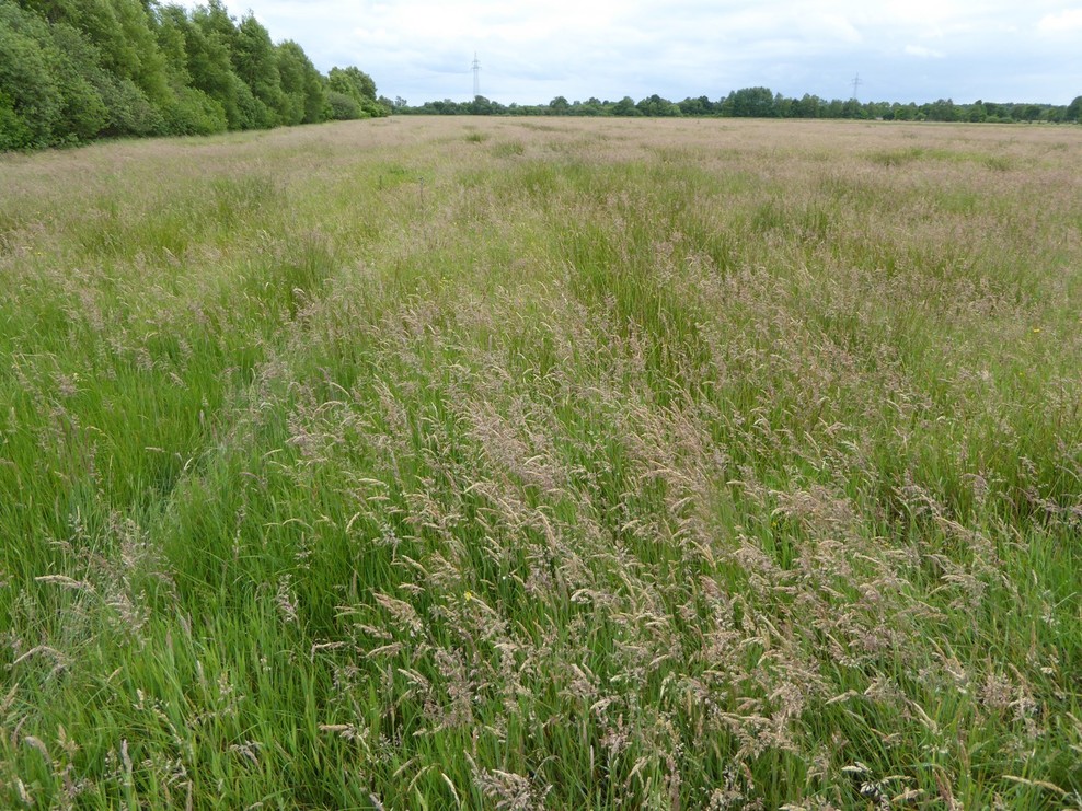 Landschaft Overledinger Moor